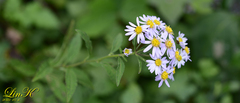 Aster