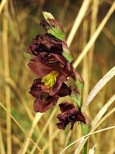 Gladiolus woodii image