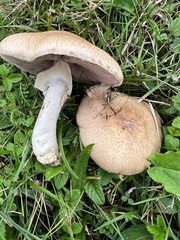 Agaricus sylvaticus
