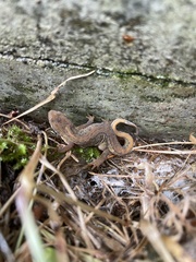 Lissotriton
