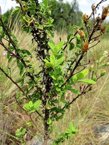 Jamesbrittenia grandiflora image