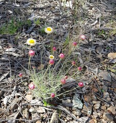 Leucochrysum albicans