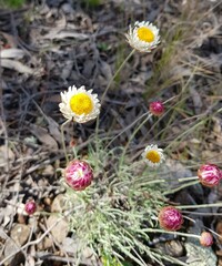 Leucochrysum albicans