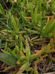 Ixia orientalis