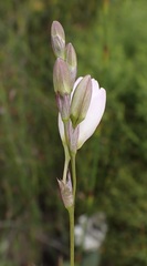 Ixia orientalis