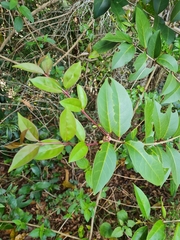 Ligustrum lucidum
