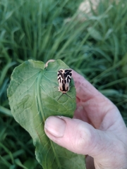 Ardices curvata