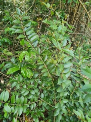 Ligustrum lucidum