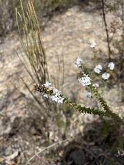 Epacris microphylla