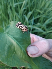 Ardices curvata