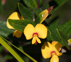 Platylobium parviflorum