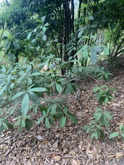 Alstonia muelleriana