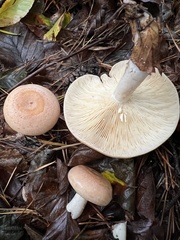 Lactarius chrysorrheus