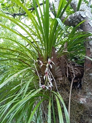 Cymbidium dayanum