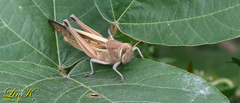 Patanga japonica