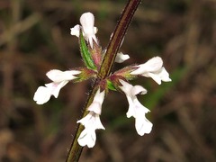 Stachys nigricans