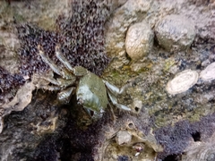 Pachygrapsus
