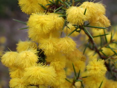 Acacia brownii