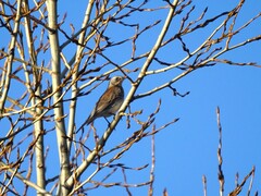 Turdus pilaris