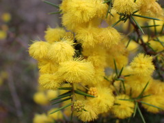 Acacia brownii