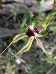 Caladenia atrovespa