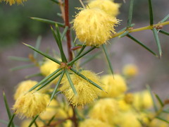 Acacia brownii