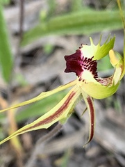 Caladenia atrovespa