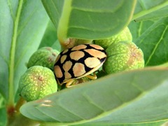 Steganocerus multipunctatus