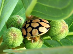 Steganocerus multipunctatus