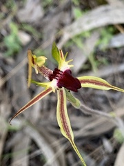 Caladenia atrovespa