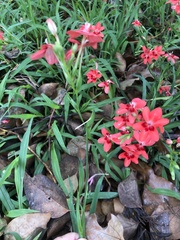 Freesia laxa