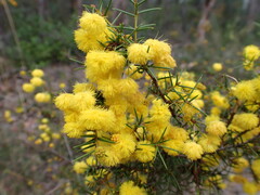 Acacia brownii