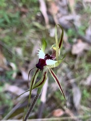 Caladenia atrovespa