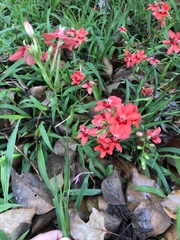 Freesia laxa