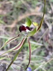 Caladenia atrovespa