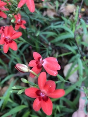 Freesia laxa