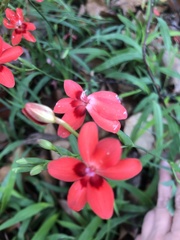 Freesia laxa