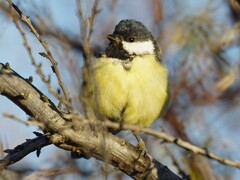 Parus major