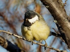 Parus major