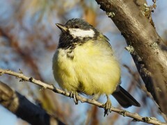 Parus major
