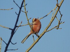 Carpodacus sibiricus