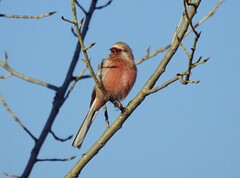 Carpodacus sibiricus