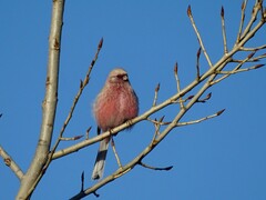 Carpodacus sibiricus