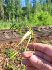 Bromus squarrosus