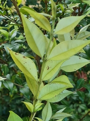 Backhousia myrtifolia