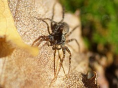 Pardosa