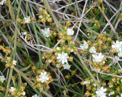 Macarthuria australis
