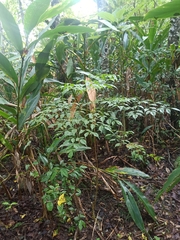 Radermachera sinica