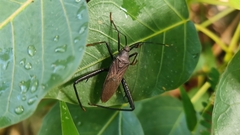 Notobitus meleagris