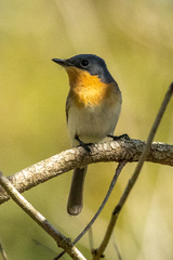 Myiagra rubecula